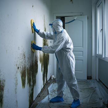 Miami Mold Remediation